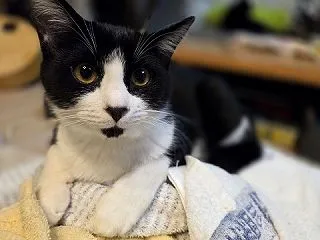 すじこクン☆白黒★里親募集中
