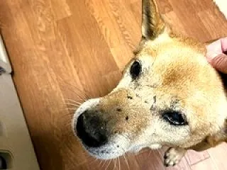 残業で。腹ペコで(￣▽￣;)