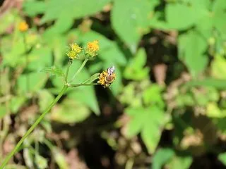 うつのみや文化の森：ニホンミツバチ