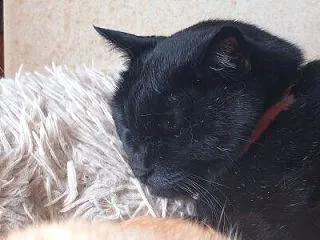 【時を重ねたふたりの距離】 2026 猫…