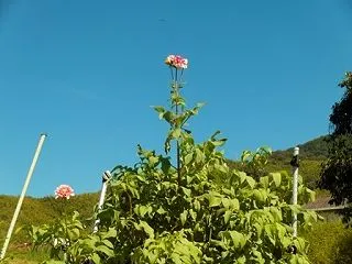 忘れてる