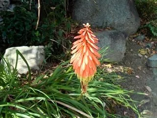 ご近所の花