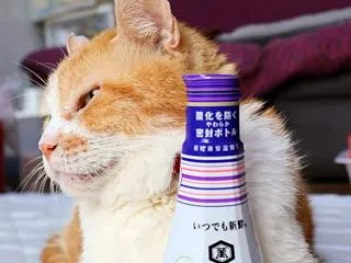 いつでも新鮮 しぼりたて生しょうゆ 20…