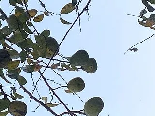 やる畑活思いつかず