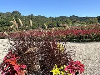 *ぎふワールド・ローズガーデンは秋のお花…