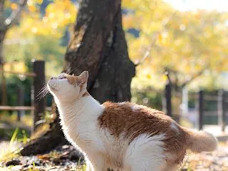 大事なともだち