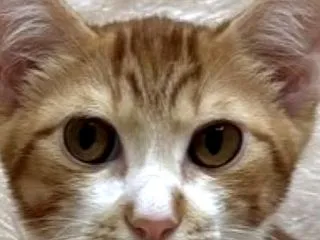 里親募集中♪オスのつゆくん
