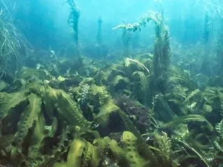 昆布の森