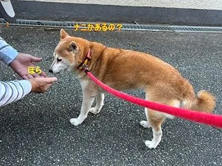 追えば逃げるが、追わないと・・・