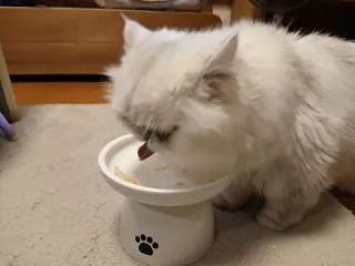 今日のぼうちゃん（11歳)