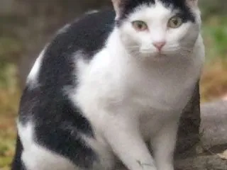 セミリタイア生活：お薬への依存は置いてお…