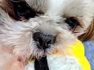梨が大好き♪♪ポンちゃん☆彡
