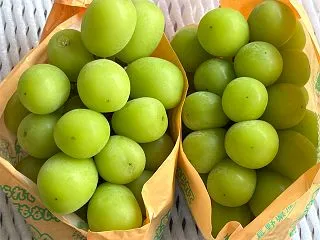 ウェルスマネジメント 株主優待 シャイン…
