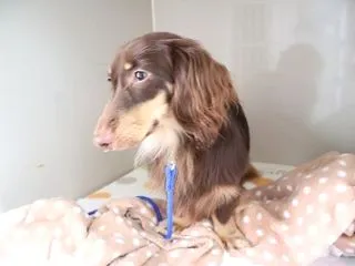  この時季の誤食