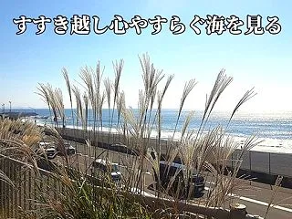 すすき越し心やすらぐ海を見る