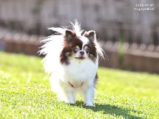 10月10日（土）ないしょちゃん🐕