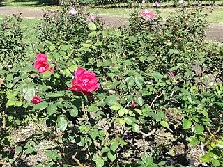 少しだけ咲く秋バラたち