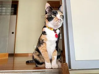 その後のゆる筋トレ
