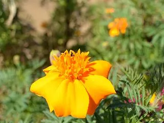 神無月 10月16日の誕生日の花と花言葉