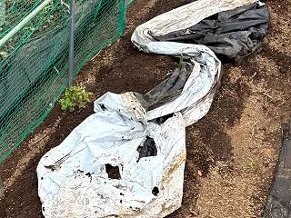 イチゴのウネを準備します、元肥を入れて、…