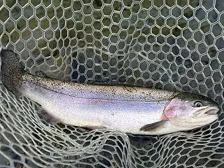 うらたんざわ渓流釣場で大物狙い！ランガン…