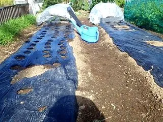 四川搾菜の定植とナスの終わり