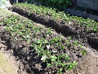 カレンベリーの苗200本