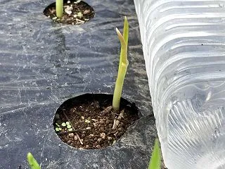 太陽光に当たると萎れる白菜の原因とは