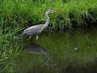 クロツラヘラサギ