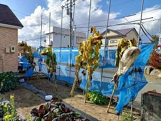 ヒマワリ収穫