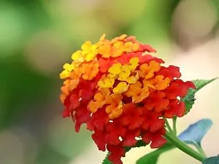 ランタナとジャコウアゲハ