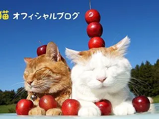 つりかご猫ちろとさばじろう Cat in…