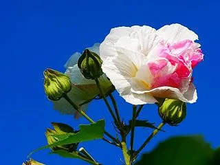 一輪で紅白に咲くめでたい！酔芙蓉