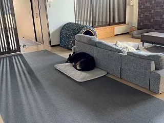 愛犬が体調を崩して動物病院へ。こんな時、…