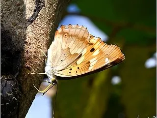 多摩川河川敷のコムラサキ タテハチョウ …