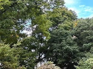 ぼんやり
