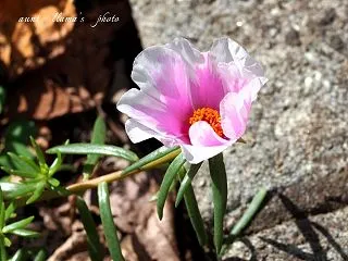松葉牡丹 ２