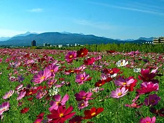 関川河川敷のコスモス