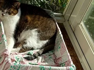 秋晴れ、芋掘りの季節