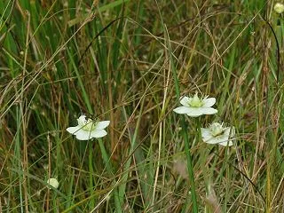 ちょこっと山歩き・比良山へ秋の花を訪ねて…