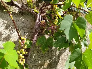 通り道の色変わりゆくブドウ☆