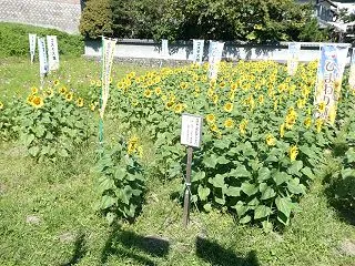 兵庫県市川町 上瀬加・下瀬加 ヒマワリ・…