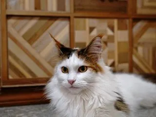 ふっさふさ