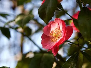 ばら園の続きです。