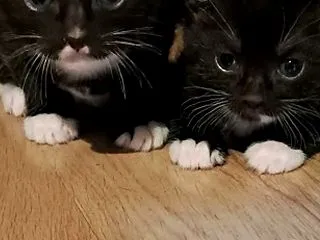 ついに！