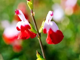 １２月の花 その２４ チェリーセージ