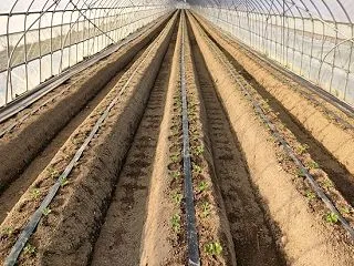 イチゴの定植、手灌水、補植