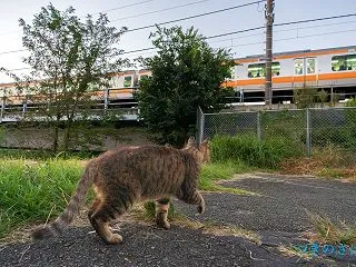 列車と猫たち