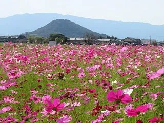 令和8年秋 マルシェ前日の奈良県藤原宮跡…