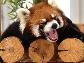 2026-10-09 のんほいパーク 2